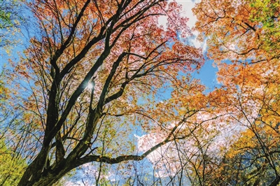 [森林旅游]青海森林游