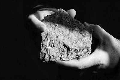 “最古老的花”开在南京,芳龄1.74亿岁