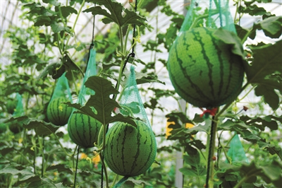 东台 “智慧+绿色”逐浪 高质量发展大潮