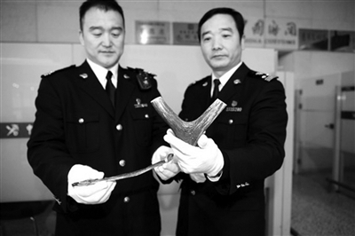 带鹿角入境 被机场海关查获