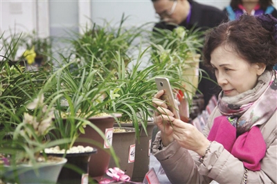 十九届南京精品春兰展21日开幕 为期仅有4天,将展出大量珍品