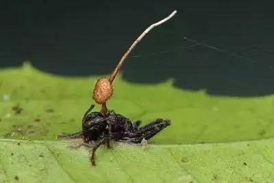 冬虫夏草被请下神坛，为何还如此天价?