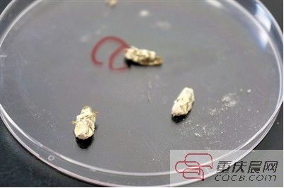 模拟习性制作蟑螂诱饵和“小黑屋”