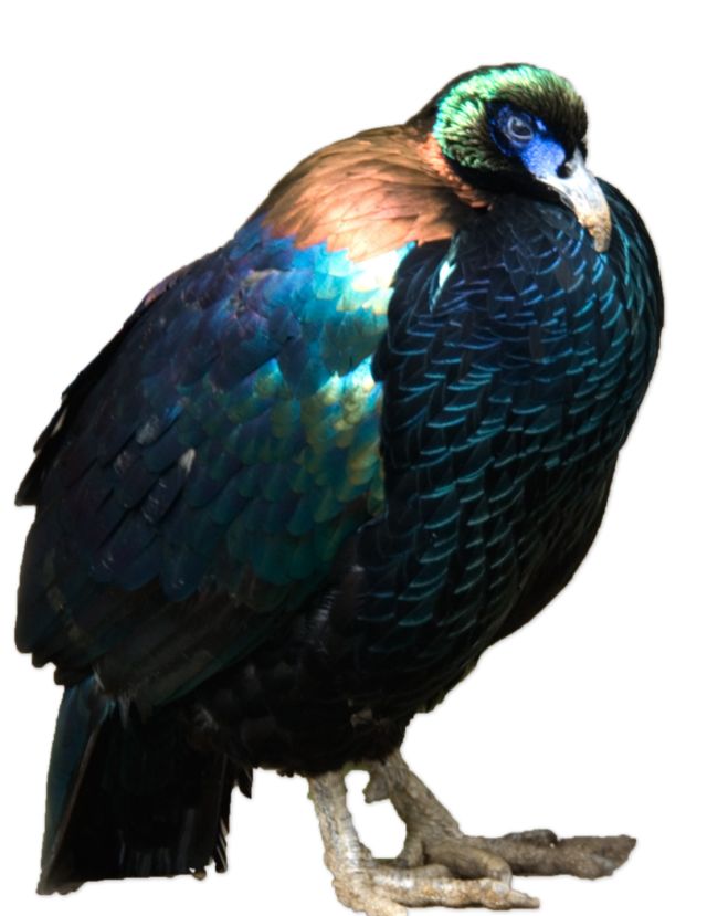 鸾什么舞成语_青鸾象征什么