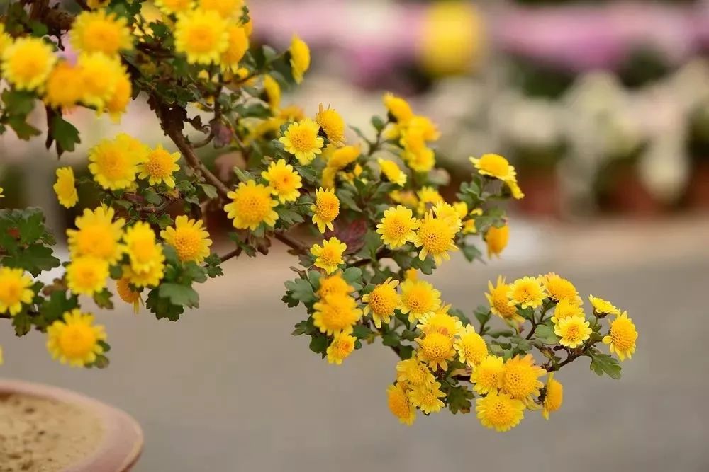 重阳节|茱萸|菊花酒_新浪新闻