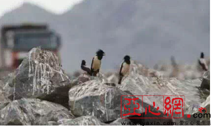 粉红椋鸟育雏 新疆一工地停工数日