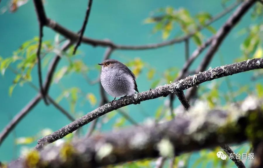 2018年江苏语文高考同题作文第二波来袭!