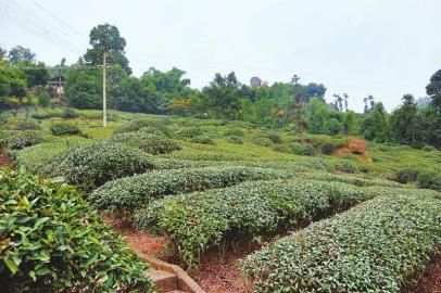 邛崃花楸山古茶园.本文图片由成都文物考古研究所提供