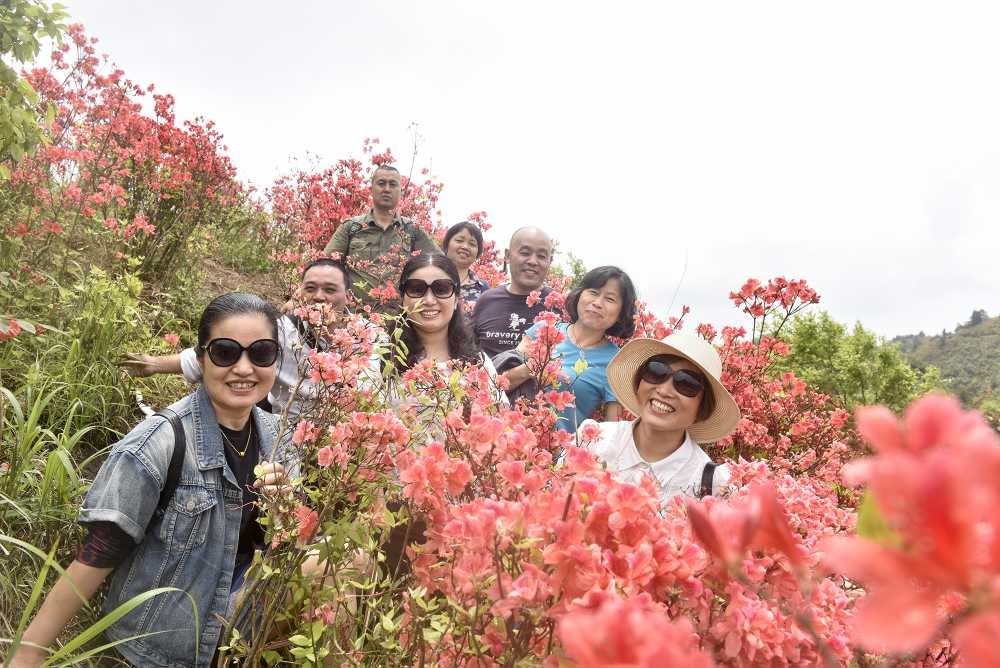 沅陵九龙山:杜鹃花开游客来