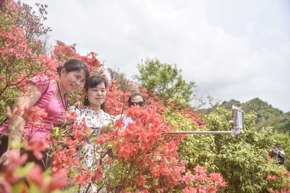 沅陵九龙山:杜鹃花开游客来