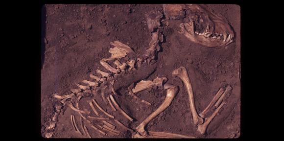 美洲土著人口减少_美洲土著(2)