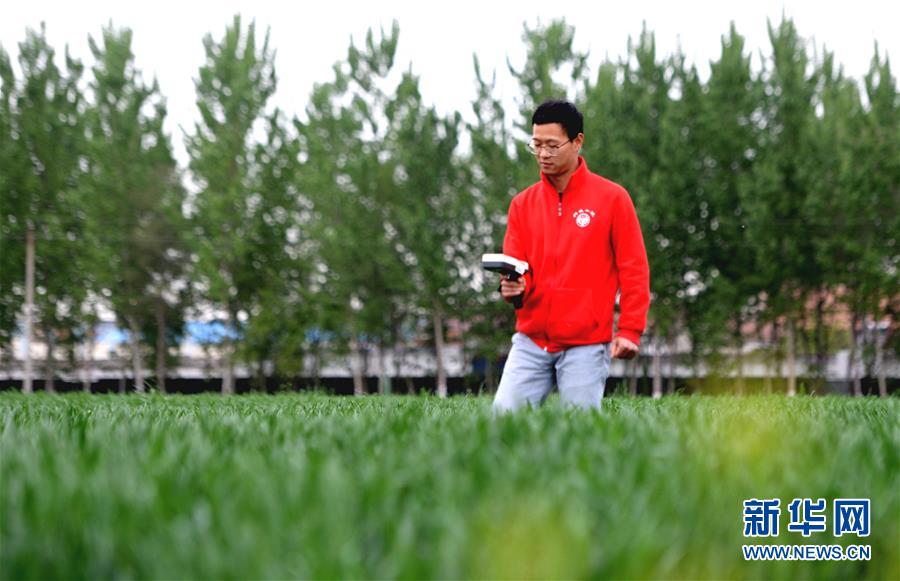 4月19日,中国农业大学学生在麦田采集实验数据。新华社记者 王晓 摄