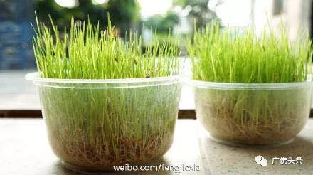 佛山七夕都会下雨?气象局说过去18年13年有雨