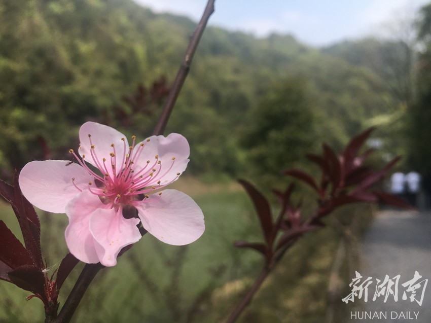 [永州 县区|冷水滩区敏村:夹岸桃花蘸水开