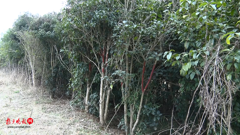 樟树人口有多少人口2020交_樟树