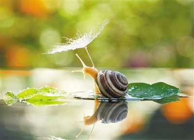 梅雨季来临 看看这些动物的躲雨“神器”