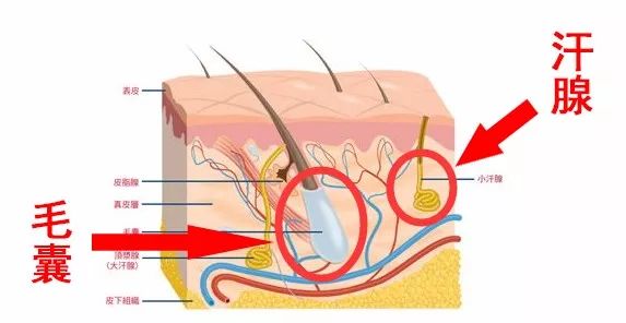 汗腺和毛囊的位置