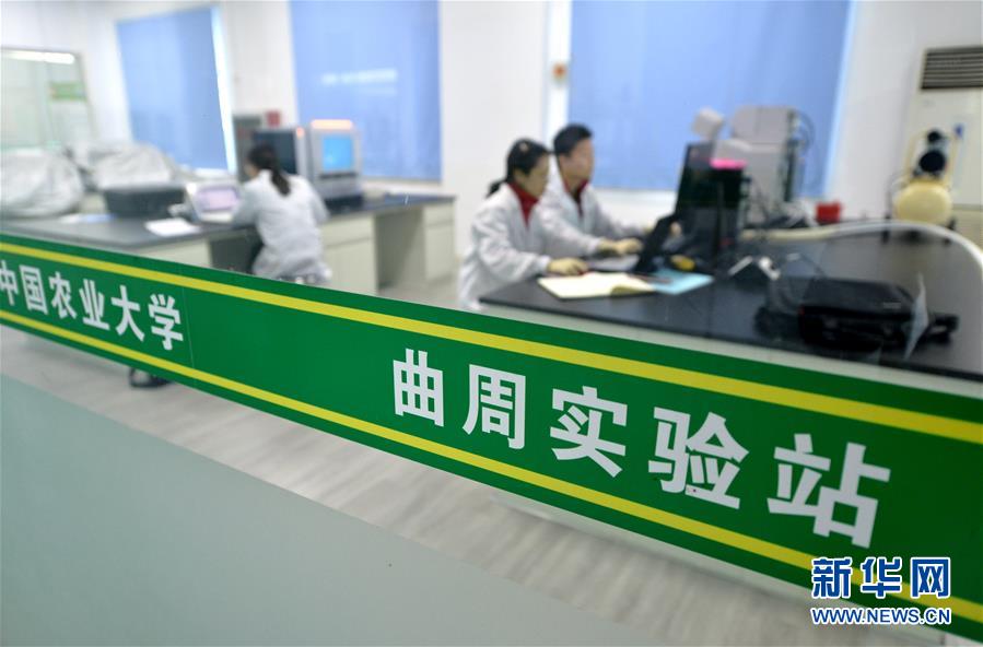 4月19日,中国农业大学学生在曲周实验站做实验。新华社记者 王晓 摄