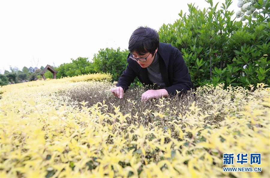 航拍韶關茶園 春季茶農采茶忙