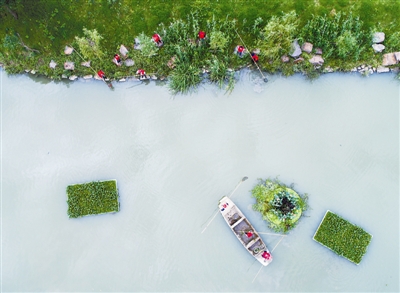 桃花飘落掉到粪上猜成语_桃花飘落图片