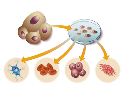 实现类器官“组团”培养 诱导多能干细胞太“能”了_