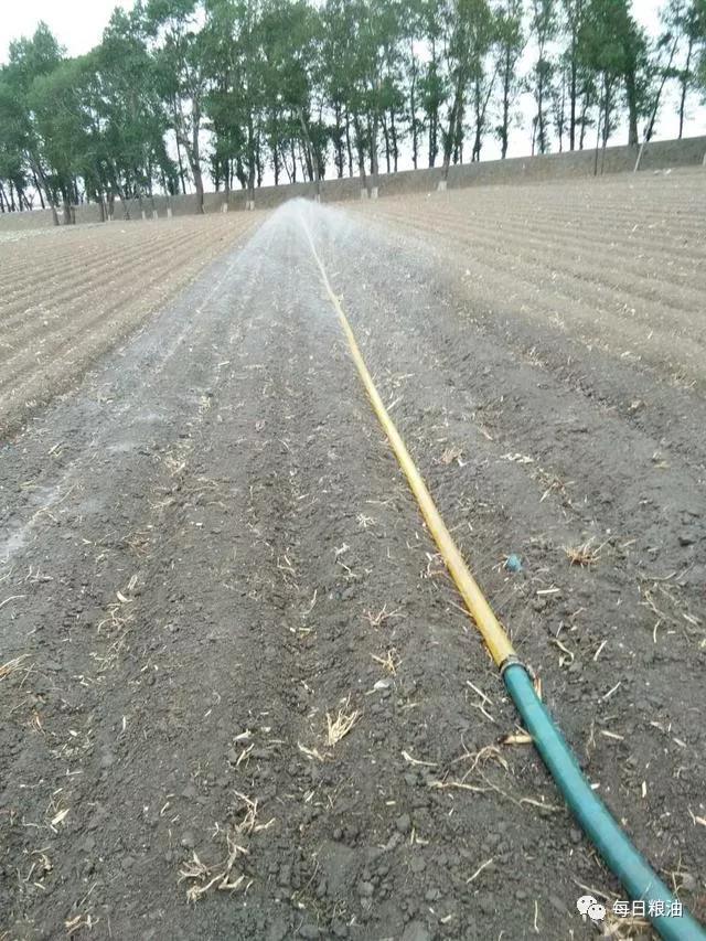 东北旱情还在延续 新播种的玉米不出苗