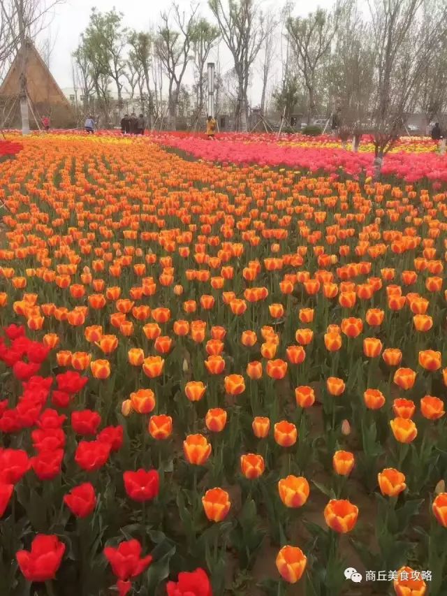 【最全档案】在全国排名再次刷新,来重新认识大美商丘!