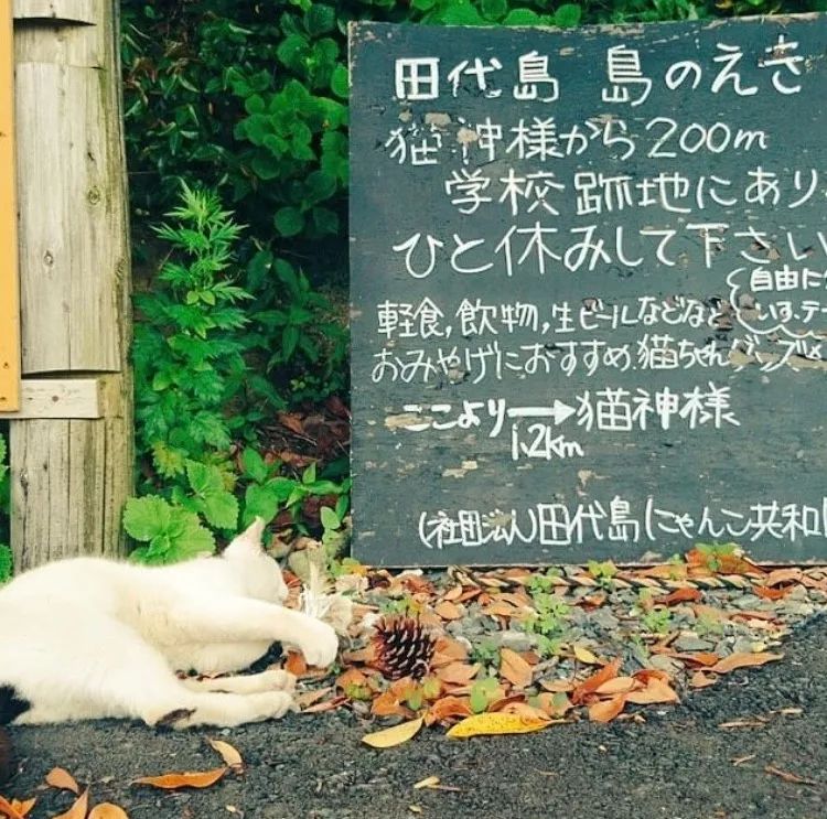 日本这11座猫岛，听说人气已经盖过了奈良小鹿…