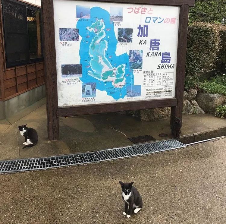 日本这11座猫岛，听说人气已经盖过了奈良小鹿…