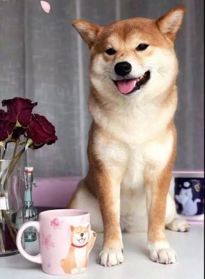 星巴克杯子与文创设计的碰撞，不只“猫爪杯”！