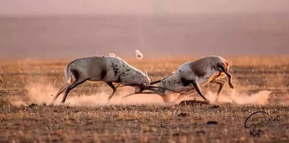 雄性藏羚羊打斗