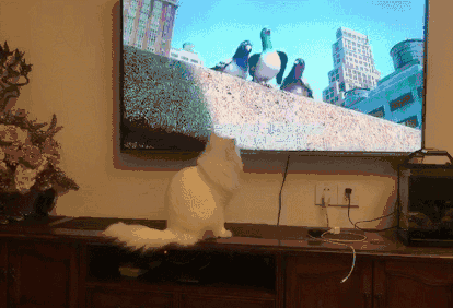 喜欢面食喜欢吃玉米,爱好翻垃圾桶, 还有就是看电视,特别喜欢看电视