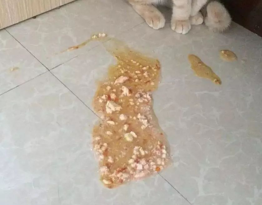 猫咪呕吐一定要进医院吗?教你如何诊断猫咪呕吐|没猫病 猫咪呕吐一定要进医院吗?教你如何诊断猫咪呕吐|没猫病