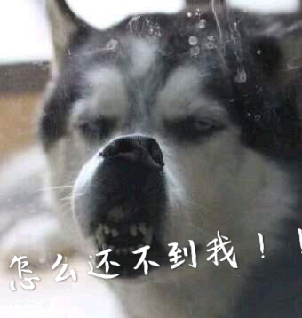 世界最权威狗类智商排行榜:快来看看你家狗子