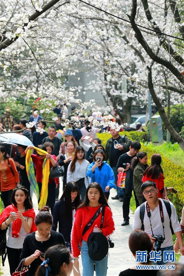 武汉大学樱花绽放唯美如画 游客慕名前往赏樱(图3)