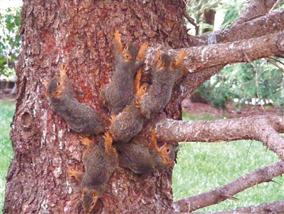 成语什么松脂_不接是什么成语(5)