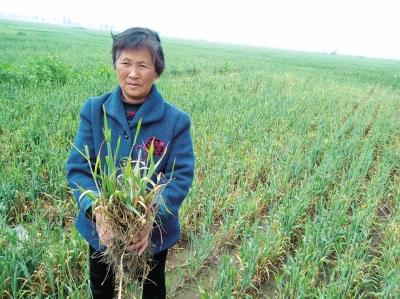 村民拔起一把麦苗,大部分麦穗已经枯死。本文图片 大河网