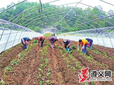 草莓基地种植忙