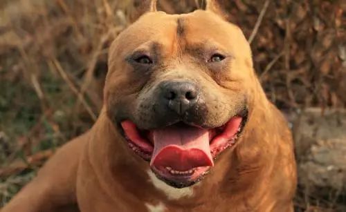 美国这种狗狗长相凶悍全身肌肉却是脾气最好的犬类