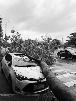 山竹 触发广东巨灾指数保险 预估损金额6.88亿