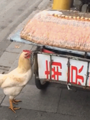 小伙下了什么诅咒，害得姑娘肚子疼。