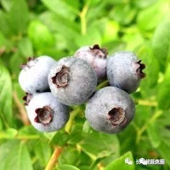 “中老年人健康零食表”新鲜出炉,嘴馋时照着吃没错!