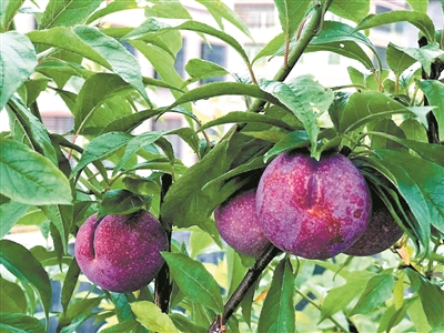 脆甜三华李 开胃一“夏”