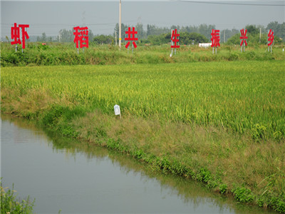 吴沛良:乡村振兴,产业界与教育界联手推动的深
