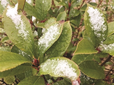 大雪节气，江苏等来一场“认真”的雪