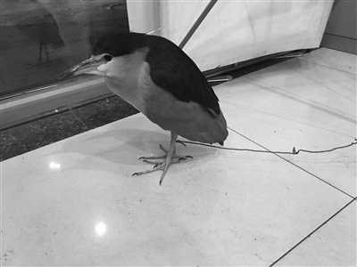 夜鹭冻倒路边 民警暖心救护