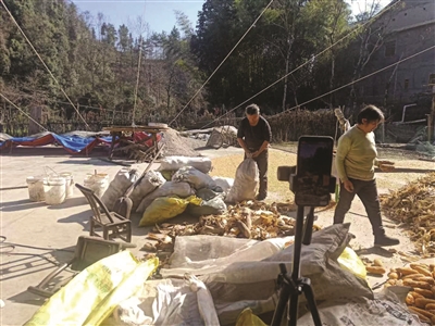 湘西“九妹”直播烤橙子 13天帮乡亲们卖出200万斤