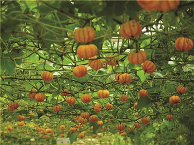 打开南京市江宁区谷里街道的“民生成绩单”