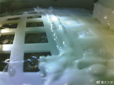 月球上长出了第一片绿叶！