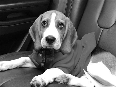 “捡”条狗,赔了5万还成窃案嫌疑人